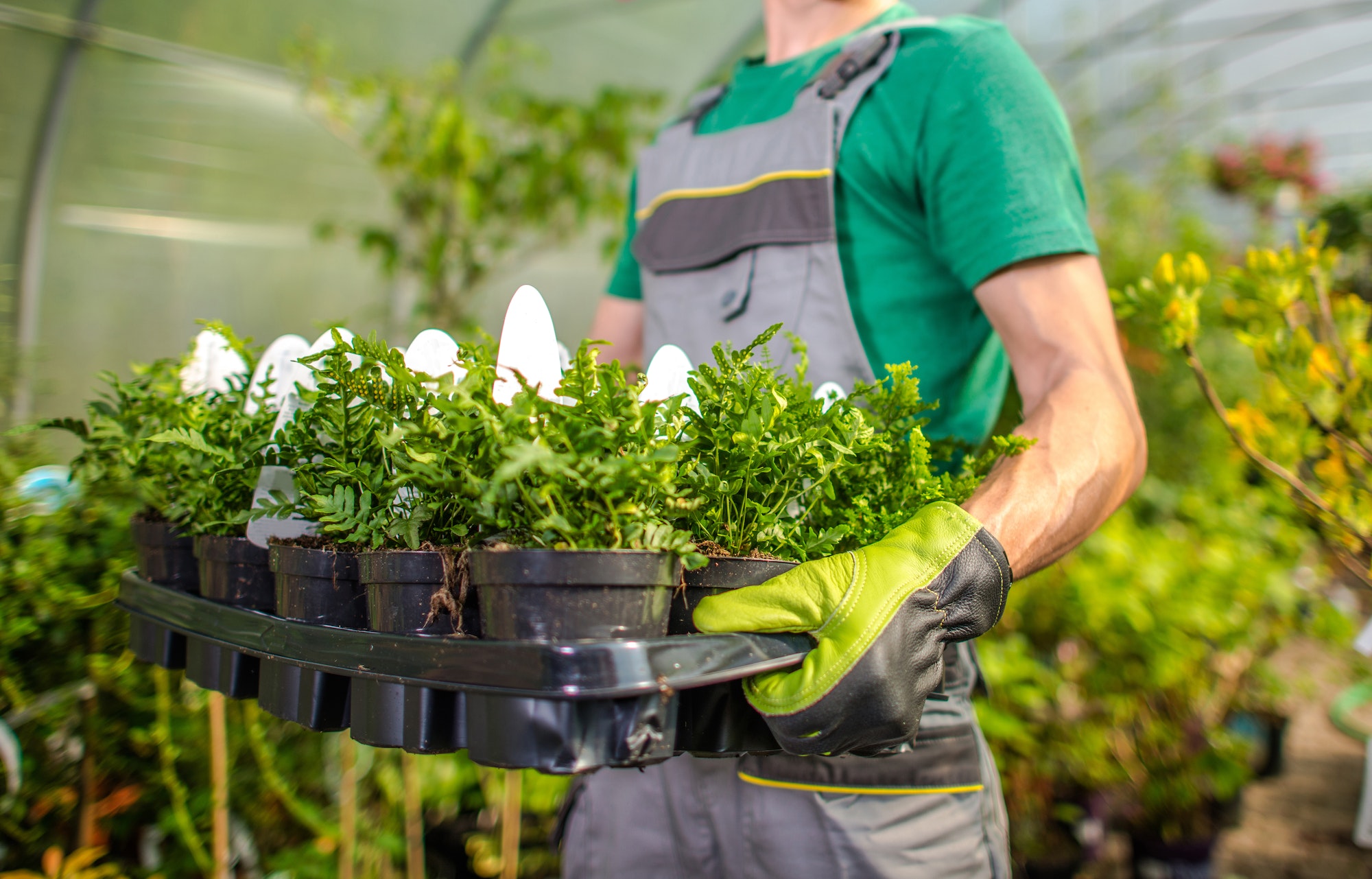 Tuinwinkelmedewerker die potten met bloemen draagt