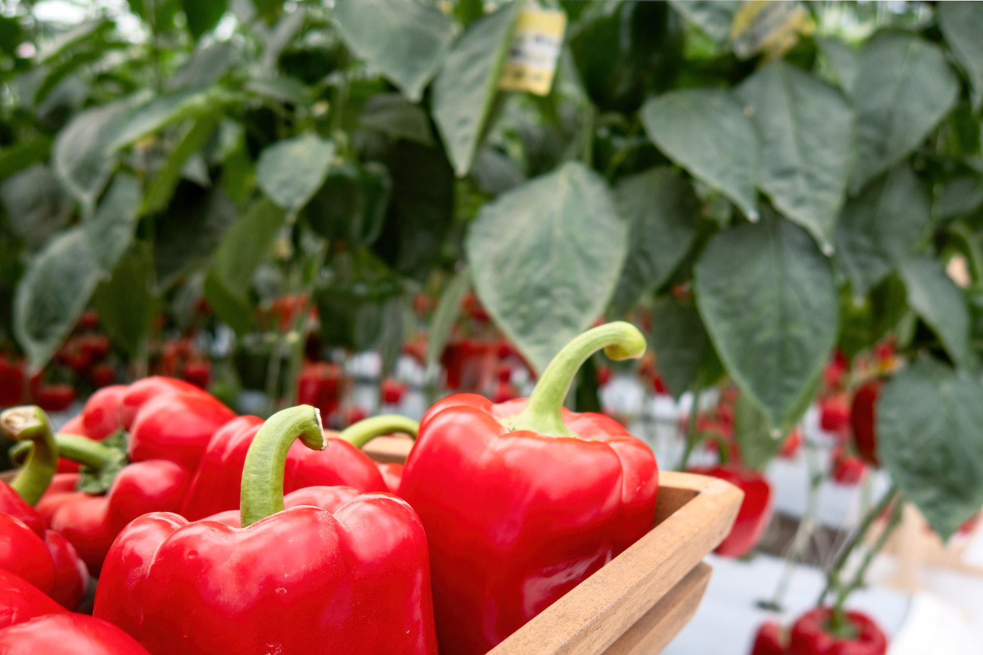 Verse zoete rode paprika's, van dichtbij, hete paprika.