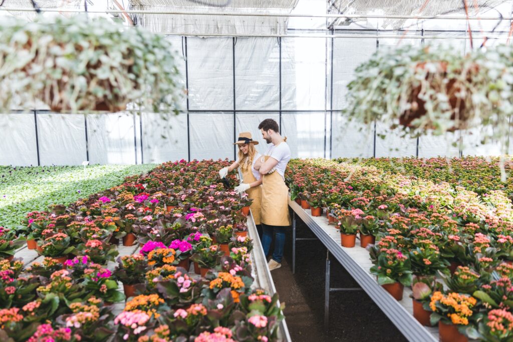 Een paar tuinmannen schikken potten met bloemen in een kas