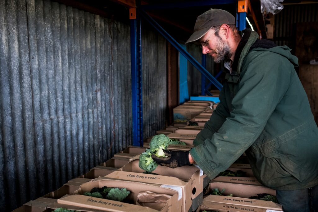 Oferty pracy w Holandii 1 Farmer standing in a barn, sorting freshly picked produce into vegetable boxes.