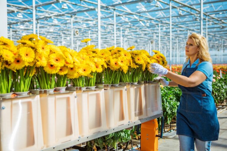greenhouse cut flowers